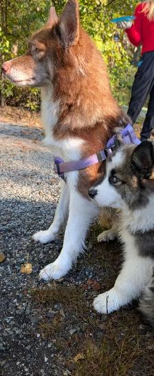 9 week old husky samoyed Aussie mx male puppy - Photo 8
