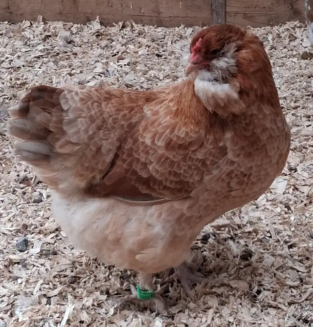 8 TRÈS BELLES ET JEUNES POULES EN DÉBUT DE PONTE