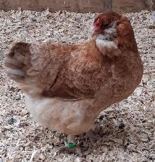 8 TRÈS BELLES ET JEUNES POULES EN DÉBUT DE PONTE