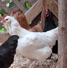 8 TRÈS BELLES ET JEUNES POULES EN DÉBUT DE PONTE - Photo 2