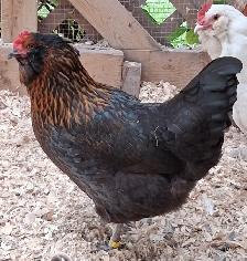 8 TRÈS BELLES ET JEUNES POULES EN DÉBUT DE PONTE - Photo 3