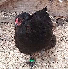 8 TRÈS BELLES ET JEUNES POULES EN DÉBUT DE PONTE - Photo 4