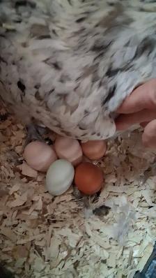 8 TRÈS BELLES ET JEUNES POULES EN DÉBUT DE PONTE - Photo 5