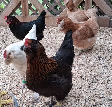 8 TRÈS BELLES ET JEUNES POULES EN DÉBUT DE PONTE - Photo 6