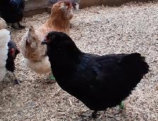 8 TRÈS BELLES ET JEUNES POULES EN DÉBUT DE PONTE - Photo 7