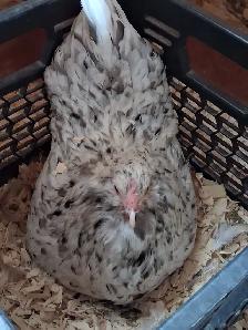 8 TRÈS BELLES ET JEUNES POULES EN DÉBUT DE PONTE - Photo 8