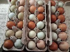 8 TRÈS BELLES ET JEUNES POULES EN DÉBUT DE PONTE - Photo 9