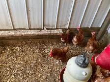 laying hens