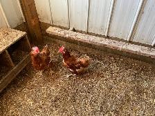 laying hens - Photo 2