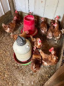 laying hens - Photo 3
