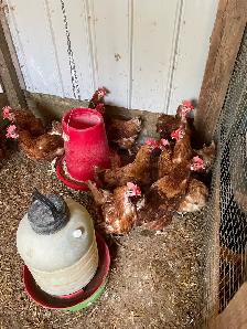 laying hens - Photo 4