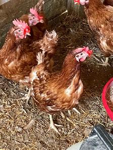 laying hens - Photo 5
