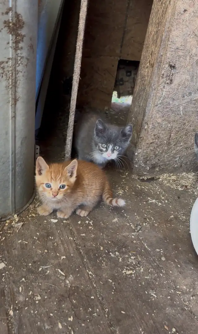 Kittens for Sale