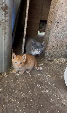 Kittens for Sale