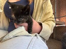 Kittens for Sale - Photo 2