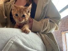 Kittens for Sale - Photo 3