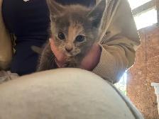 Kittens for Sale - Photo 4