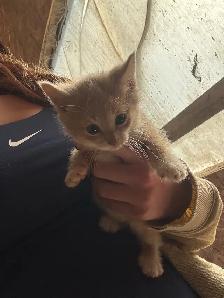 Kittens for Sale - Photo 5