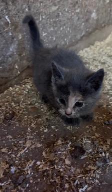 Kittens for Sale - Photo 6