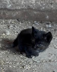 Kittens for Sale - Photo 7