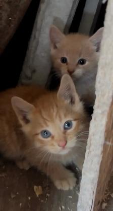 Kittens for Sale - Photo 8