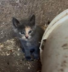 Kittens for Sale - Photo 9