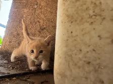 Kittens for Sale - Photo 10