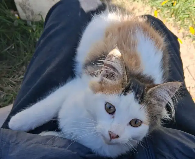 Lovely female calico cat for sale