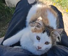 Lovely female calico cat for sale
