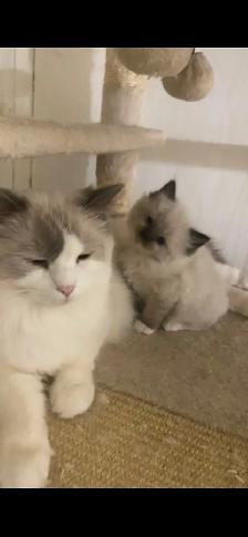 ragdoll kitten