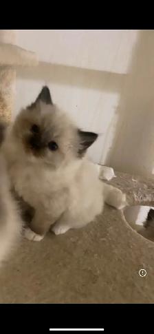 ragdoll kitten - Photo 2