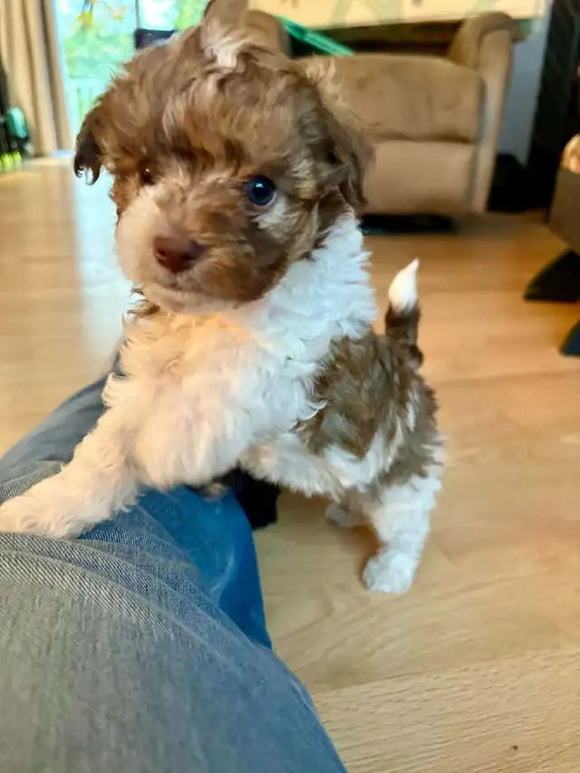 Petit chien Maltipoo Caniche × Bichon maltais