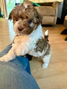 Petit chien Maltipoo Caniche × Bichon maltais