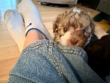 Petit chien Maltipoo Caniche × Bichon maltais - Photo 2