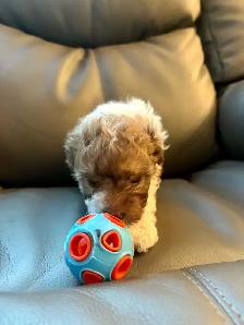 Petit chien Maltipoo Caniche × Bichon maltais - Photo 5