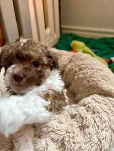 Petit chien Maltipoo Caniche × Bichon maltais - Photo 6