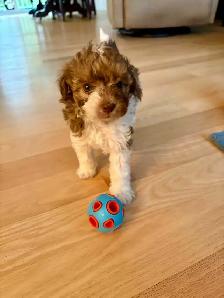 Petit chien Maltipoo Caniche × Bichon maltais - Photo 7