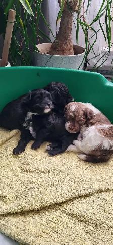 Petit chien Maltipoo Caniche × Bichon maltais - Photo 8