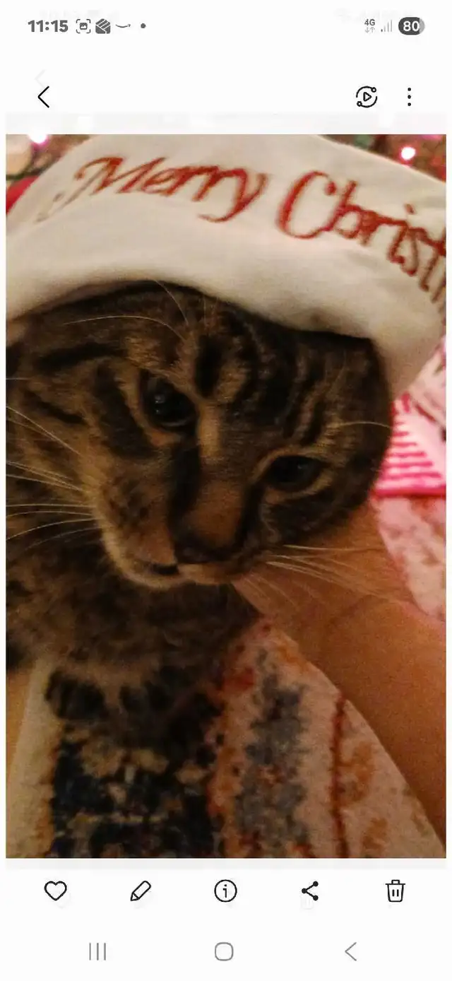 Male Cat To Rehome