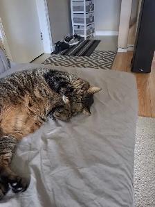 Male Cat To Rehome - Photo 2