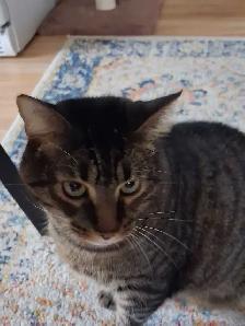 Male Cat To Rehome - Photo 3