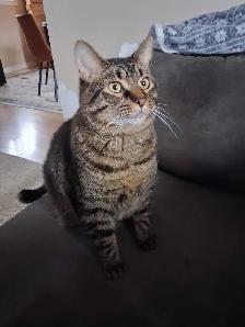 Male Cat To Rehome - Photo 4