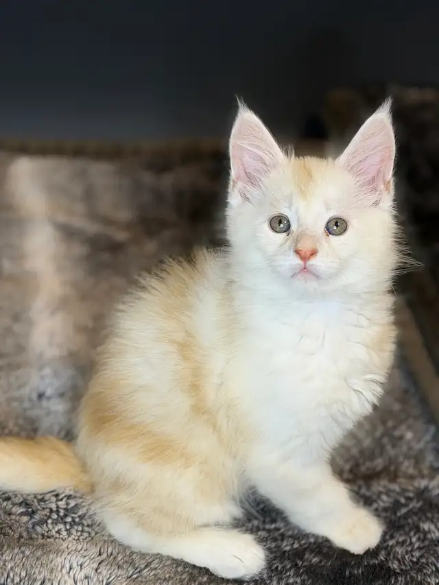 Jungle Book Maine Coons UPDATED