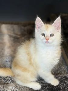 Jungle Book Maine Coons UPDATED