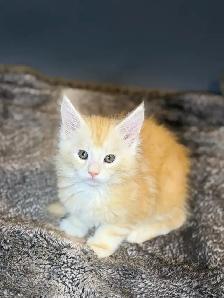 Jungle Book Maine Coons UPDATED - Photo 2