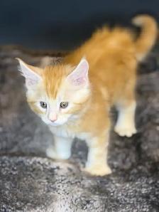 Jungle Book Maine Coons UPDATED - Photo 3