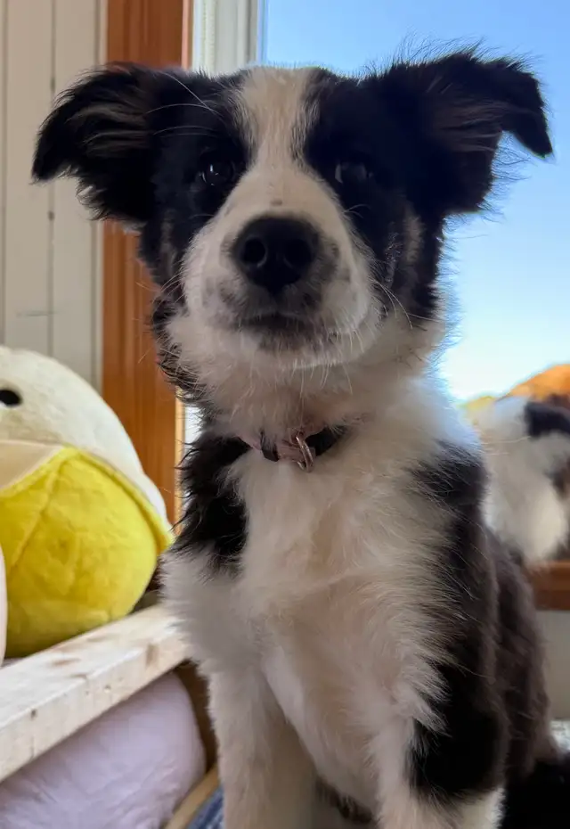 Chiot Border Sammie Puppy (samoyède et border collie)