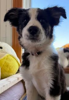 Chiot Border Sammie Puppy (samoyède et border collie)