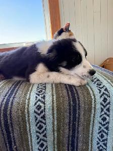 Chiot Border Sammie Puppy (samoyède et border collie) - Photo 2