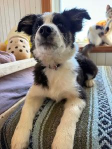 Chiot Border Sammie Puppy (samoyède et border collie) - Photo 3